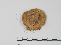 栓菌屬藏品圖，第3張