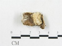 登錄號:F0010602藏品圖，第3張