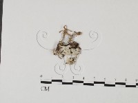 登錄號:F0010603藏品圖，第1張