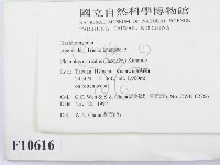 糙皮側耳藏品圖，第2張