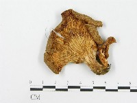 糙皮側耳藏品圖，第1張