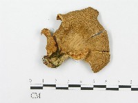 糙皮側耳藏品圖，第3張