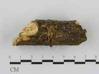 小菇屬藏品圖，第1張