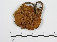 登錄號:F0010618藏品圖，第1張