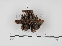 登錄號:F0010619藏品圖，第1張