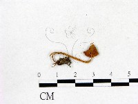 登錄號:F0010620藏品圖，第3張