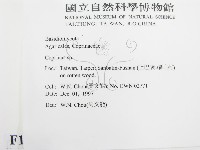 鬼傘屬藏品圖，第2張