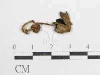 鬼傘屬藏品圖，第1張