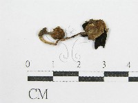 鬼傘屬藏品圖，第3張