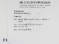 紅菇屬藏品圖，第2張