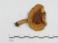 紅菇屬藏品圖，第1張