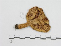 紅菇屬藏品圖，第3張