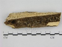 小菇屬藏品圖，第1張