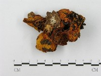 登錄號:F0010628藏品圖，第1張