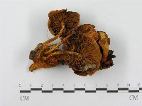 登錄號:F0010628藏品圖，第3張