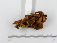 登錄號:F0010628藏品圖，第4張