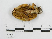 登錄號:F0010629藏品圖，第1張