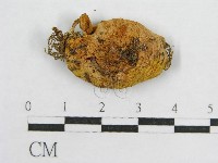 登錄號:F0010629藏品圖，第3張