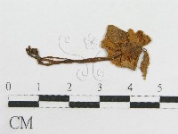 粉褶菌屬藏品圖，第1張