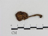 登錄號:F0010631藏品圖，第3張