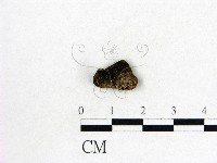 毛木耳藏品圖，第3張