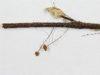 微皮傘屬藏品圖，第4張