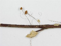 微皮傘屬藏品圖，第5張