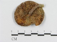 登錄號:F0010636藏品圖，第1張