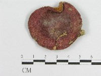 登錄號:F0010636藏品圖，第3張