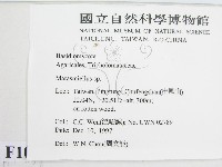 微皮傘屬藏品圖，第2張
