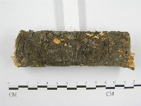 微皮傘屬藏品圖，第3張