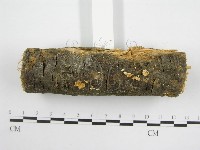 微皮傘屬藏品圖，第4張
