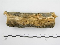 微皮傘屬藏品圖，第5張