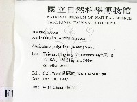 毛木耳藏品圖，第2張