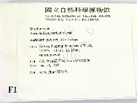 毛木耳藏品圖，第2張