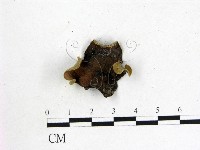 毛木耳藏品圖，第1張