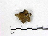 毛木耳藏品圖，第3張