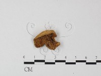 登錄號:F0010646藏品圖，第1張