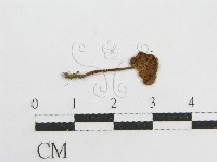 粉褶菌屬藏品圖，第1張