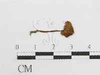 粉褶菌屬藏品圖，第3張