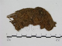 小菇屬藏品圖，第3張