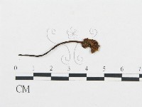 杯傘屬藏品圖，第1張