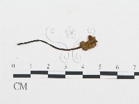 杯傘屬藏品圖，第3張