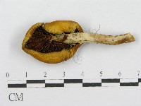 登錄號:F0010659藏品圖，第1張