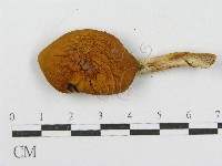 登錄號:F0010659藏品圖，第3張