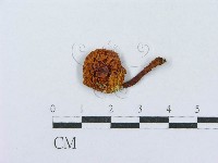 登錄號:F0010660藏品圖，第1張