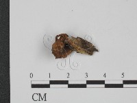 登錄號:F0010661藏品圖，第1張