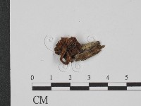 登錄號:F0010661藏品圖，第3張