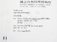 鬼傘屬藏品圖，第2張