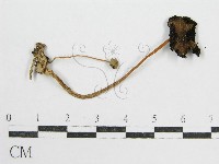 鬼傘屬藏品圖，第1張